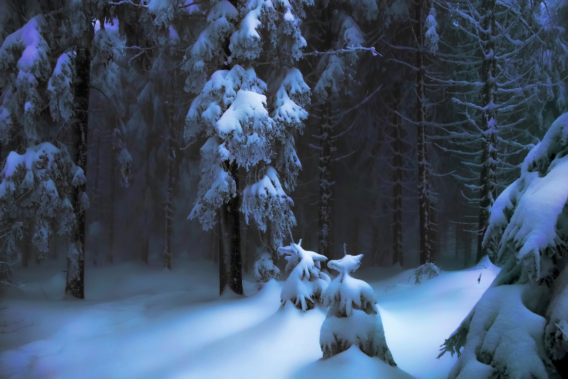 Winterwald bei Nacht
