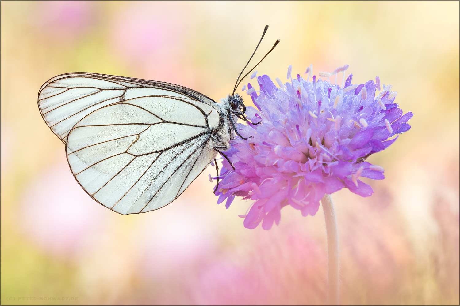 Baumweißling (Aporia crataegi)