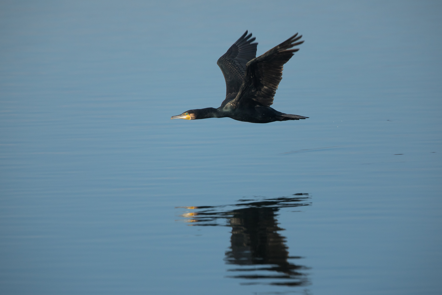 Kormoran im Flug