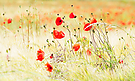 Mohn wie er wächst.