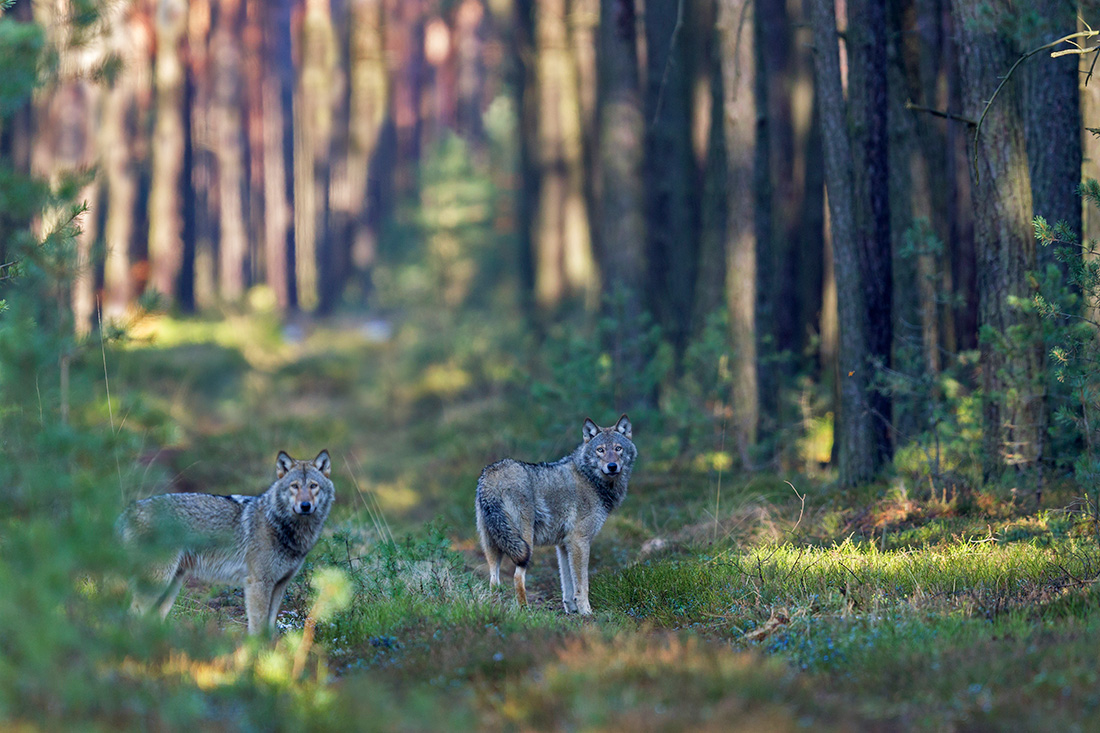 Wolfswelpen