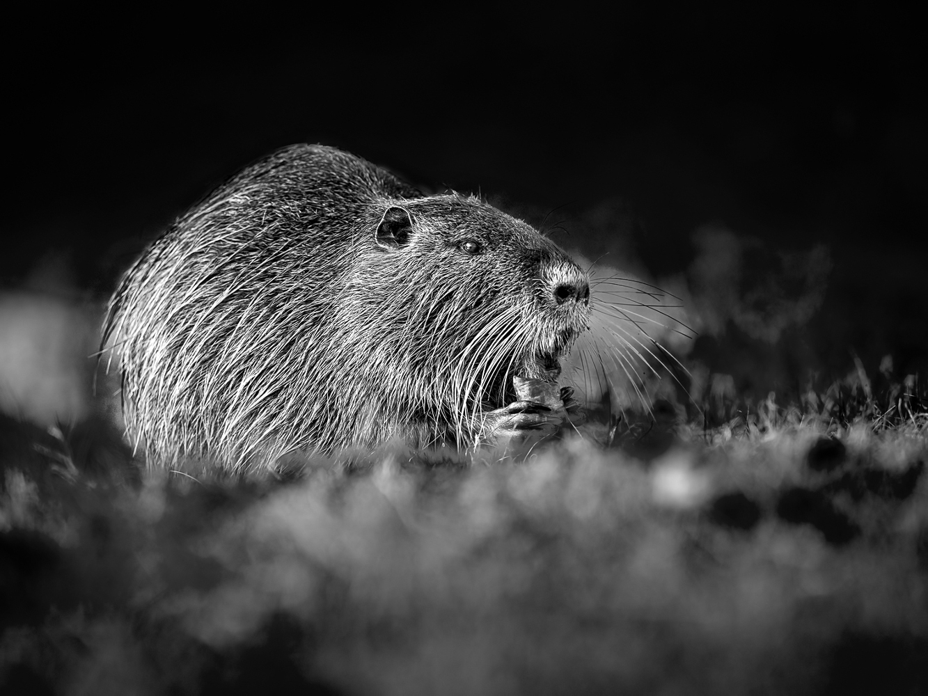 Nutria