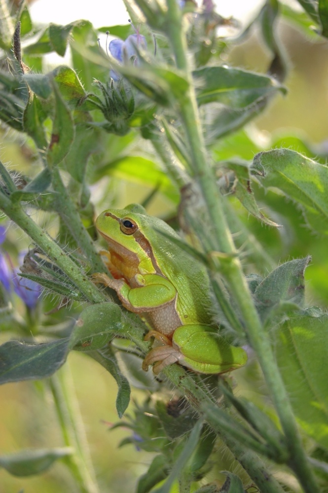 Laubfrosch