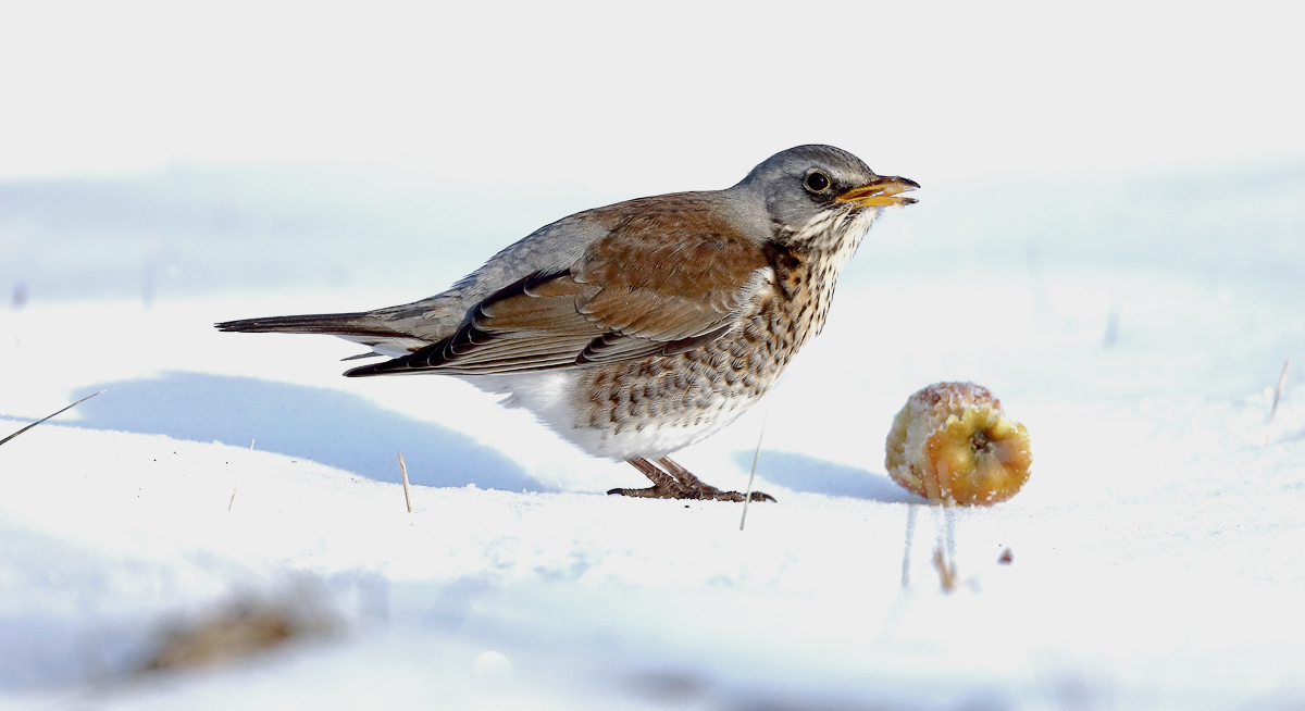 Weniger aggressiv an "eigenem" Apfel...