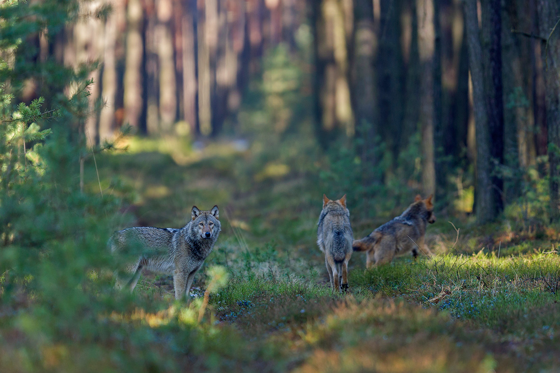 Wolfswelpen Die Zweite Forum Fur Naturfotografen