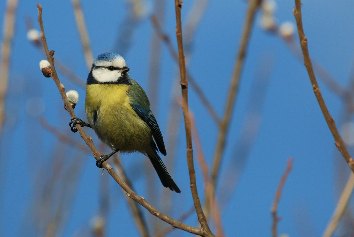 Blaumeisen