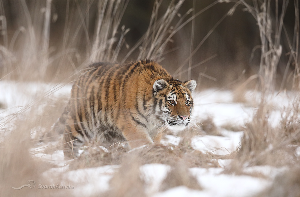 Amuritiger (panthera tigris altaica)