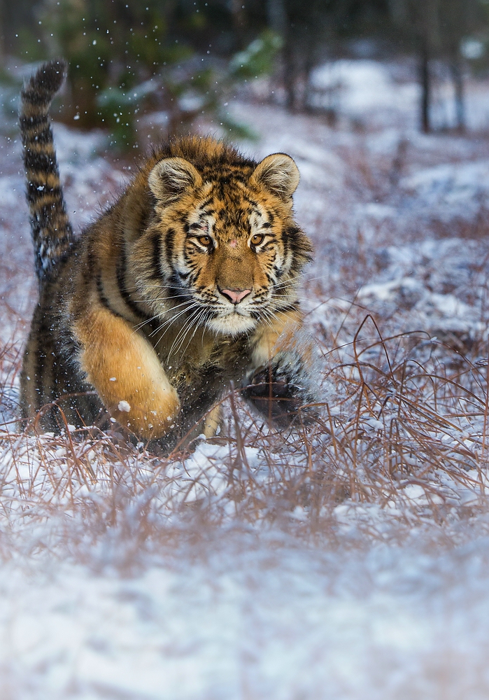 Tiger im Anflug!!!