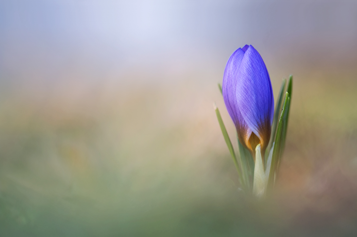 Zartes Pflänzchen Frühling.....