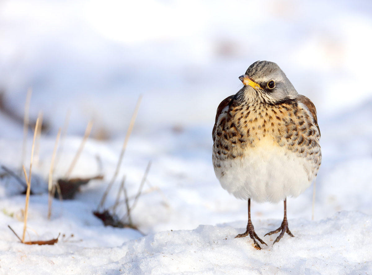 Abschied von Schnee und Krammetsvogel...