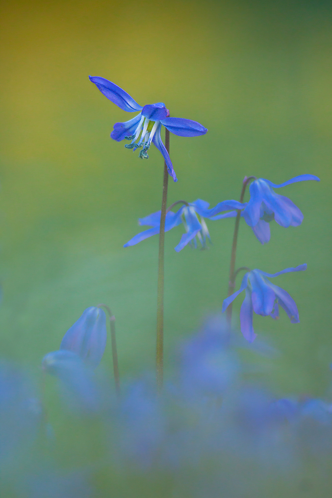 Blausternchen