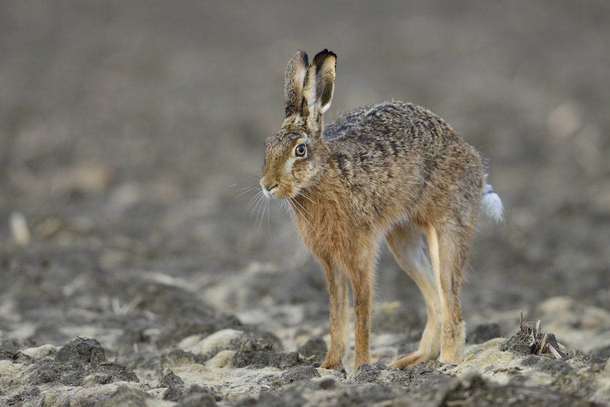 Bilder Von Hase - Kostenlos Hase Bilder, Kostenlos Hasebild Und Foto