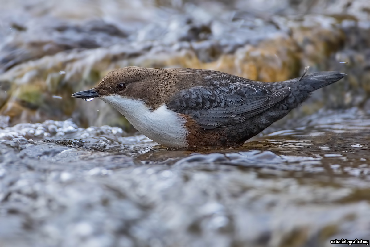 Wasseramsel mit der Neuen