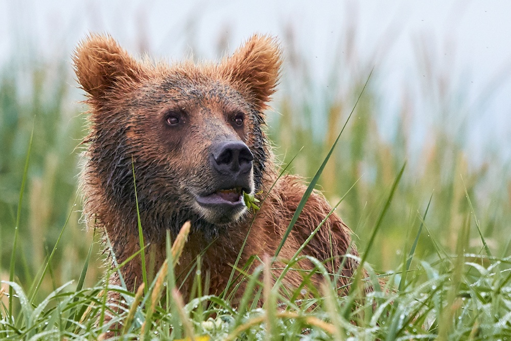 Junger Grizzly in Alaska