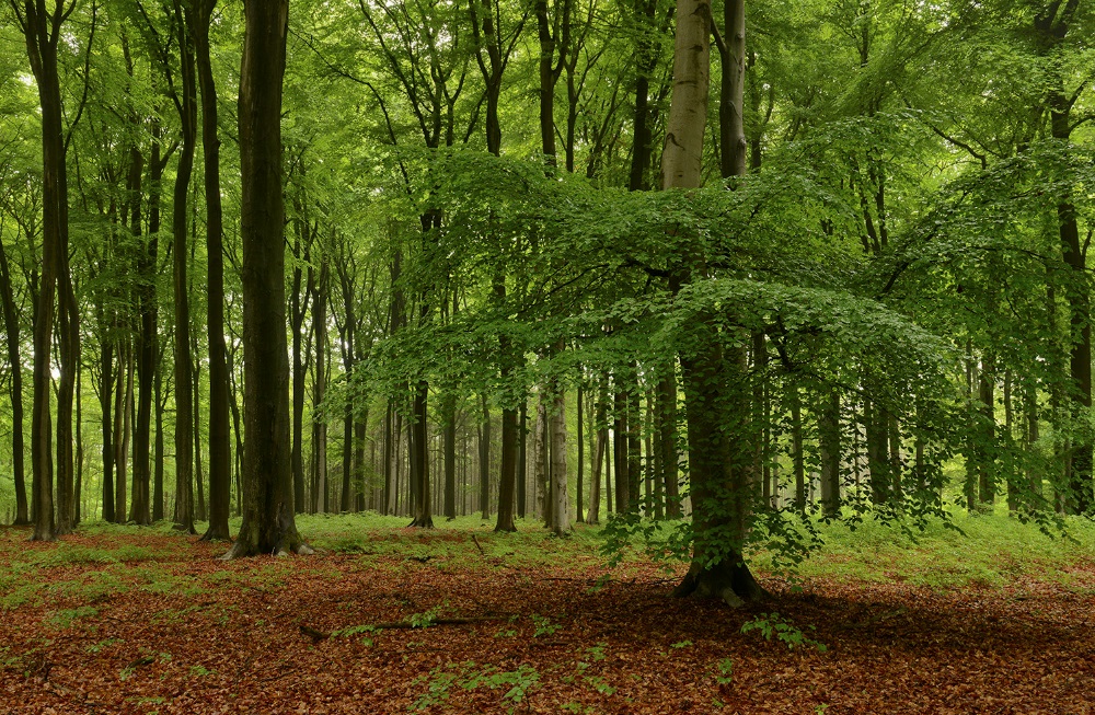 Frühlinggefühle