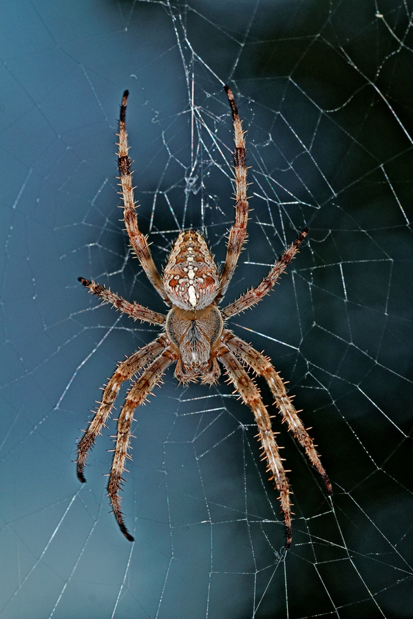 Gartenkreuzspinne (Araneus diadematus)