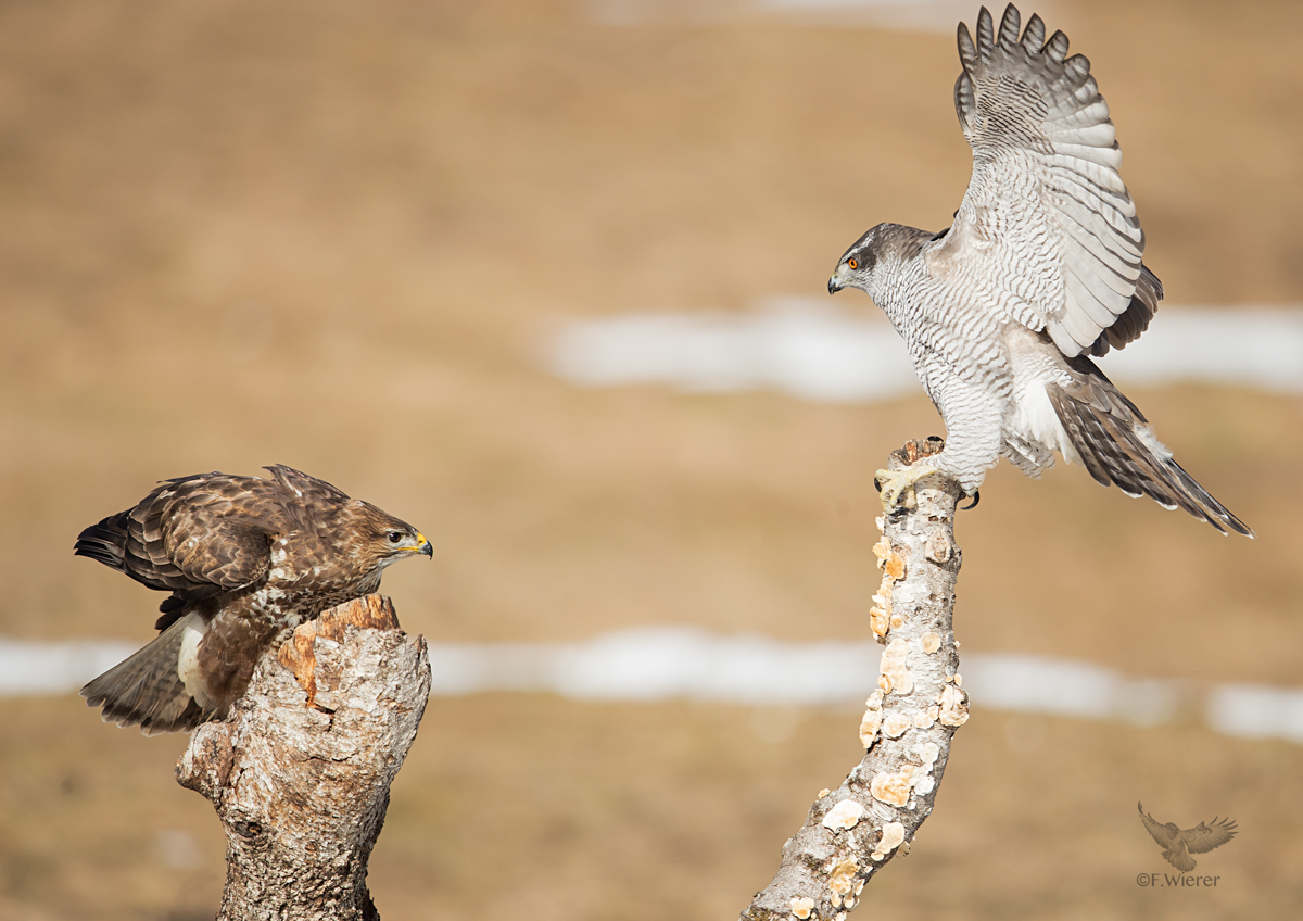 Bussard - Habicht