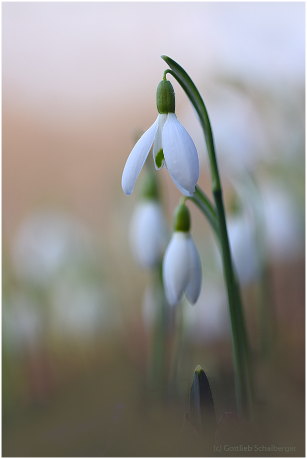 Galanthus
