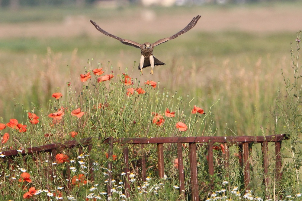 Falke im Anflug