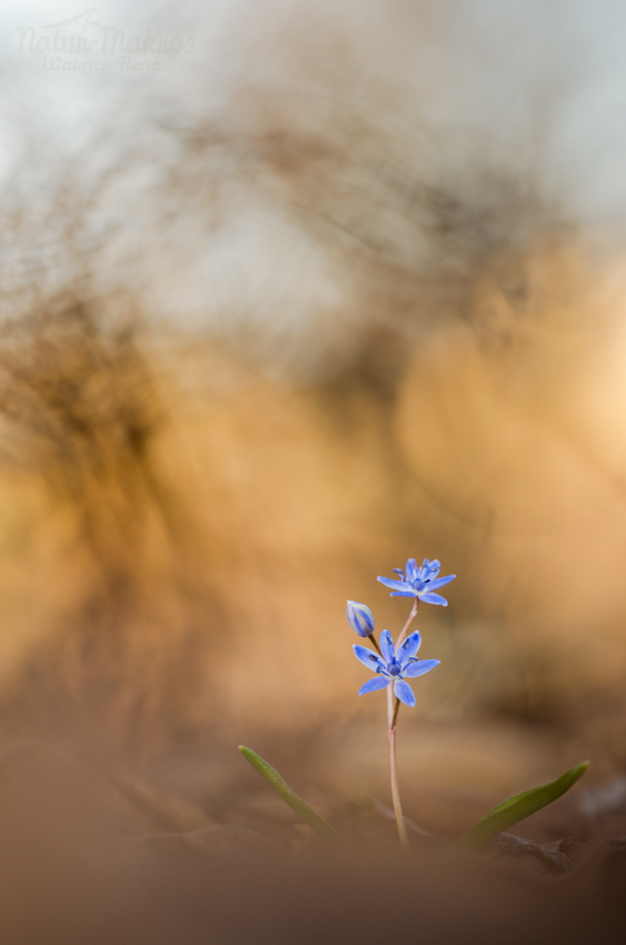 Scilla vindobonensis