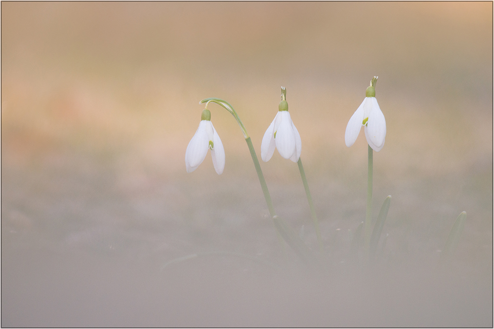 Schneeglöckchen-Trio