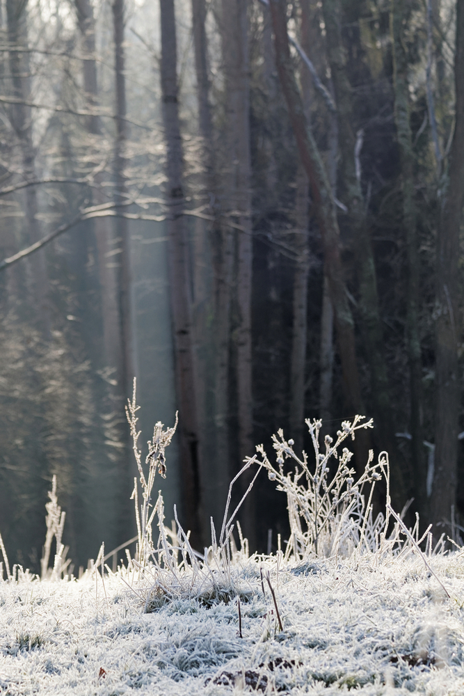 Winterwiese