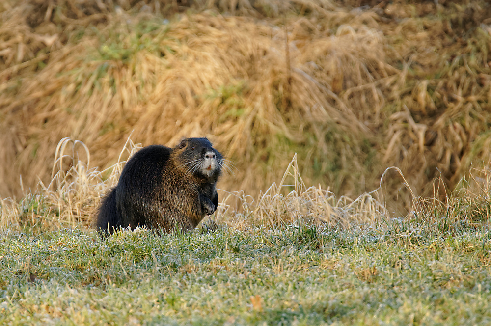 Nutria