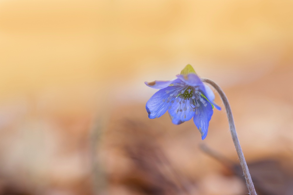 Leberblümchen