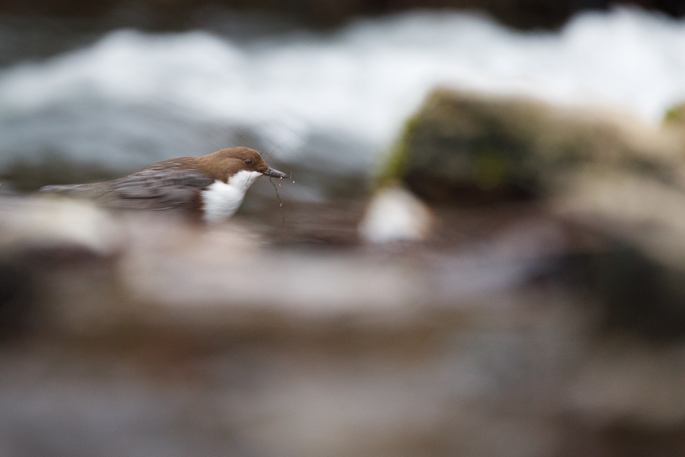 Wasseramsel
