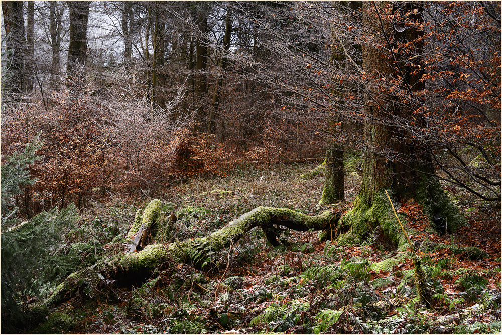 Viele, viele, kleine Walddetails