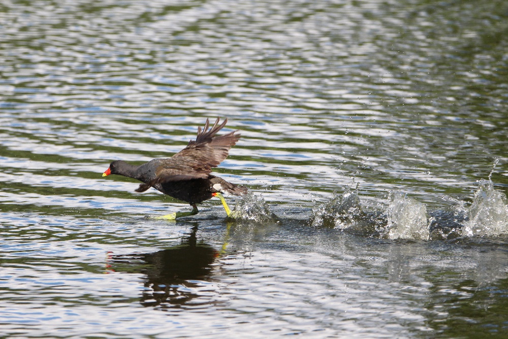 Wasserläufer