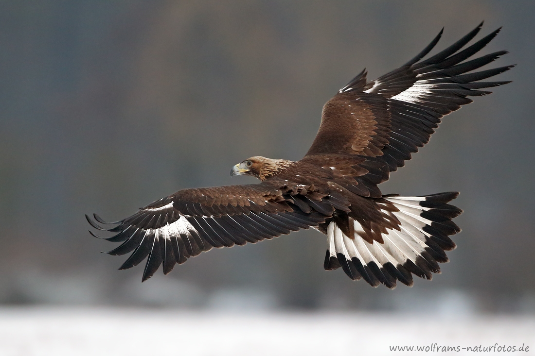 Steinadler (Aquila chrysaetos)