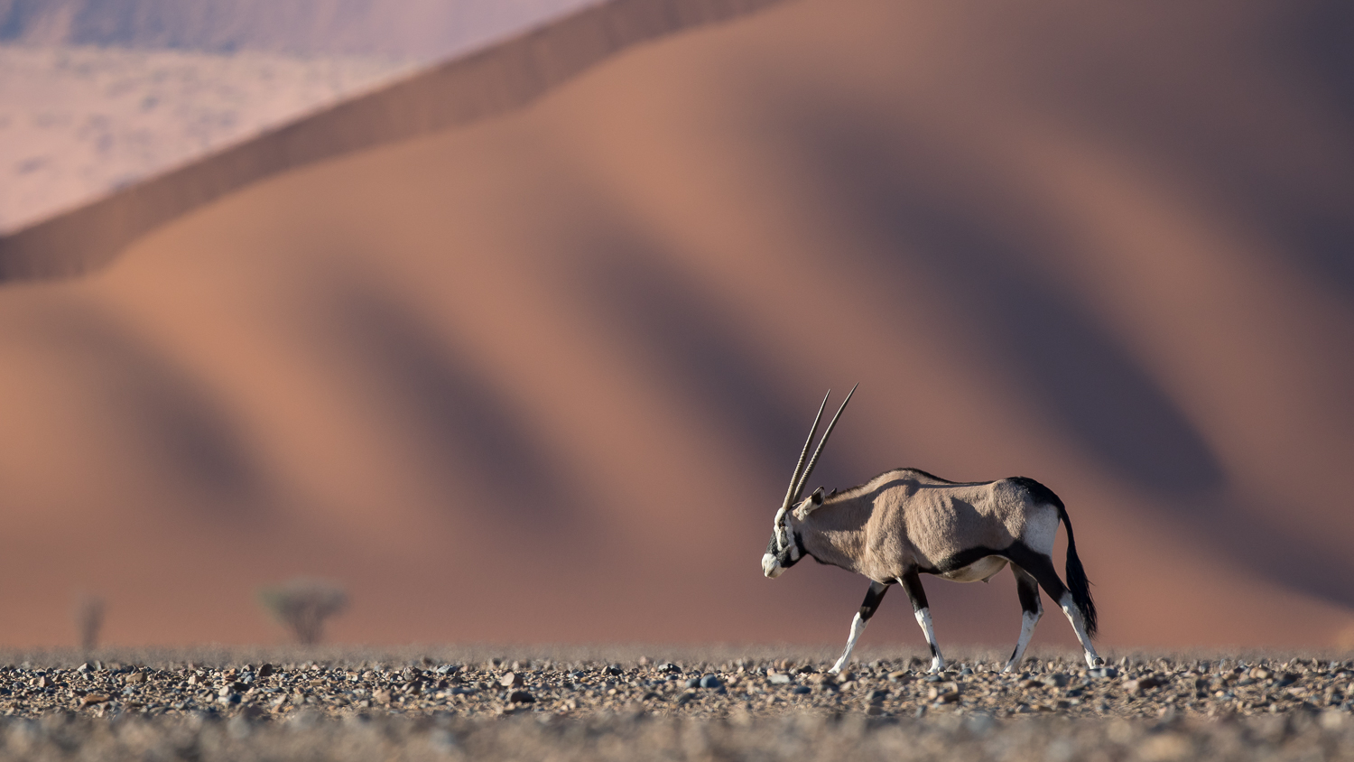 Oryx