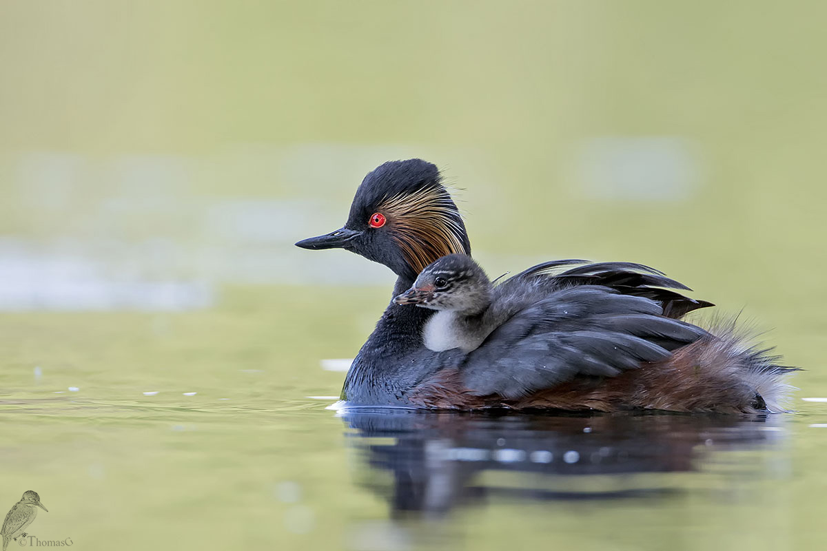 Schwarzhalstaucher mit Jungvogel Huckepack