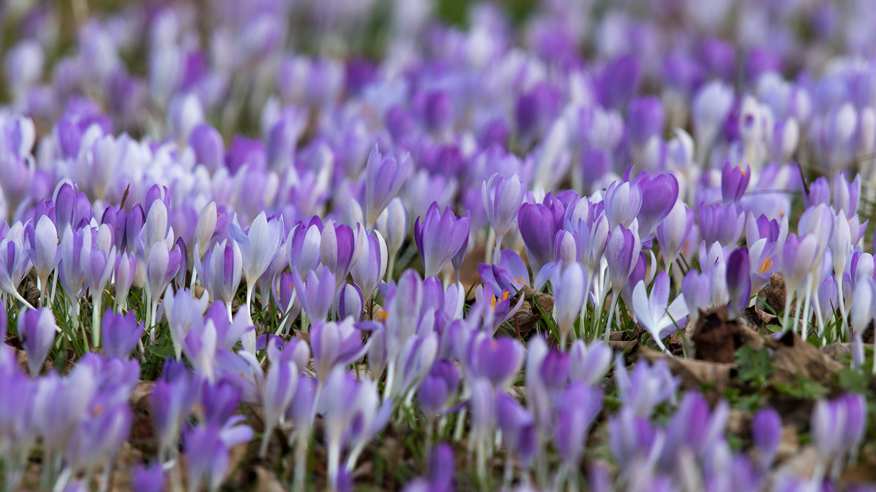 Rein in den Frühling