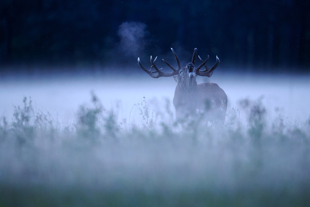 ~ Im Bodennebel ~