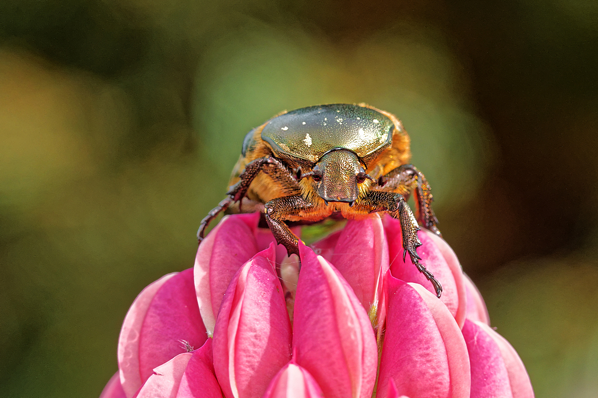 Goldglänzender Rosenkäfer (Cetonia aurata)