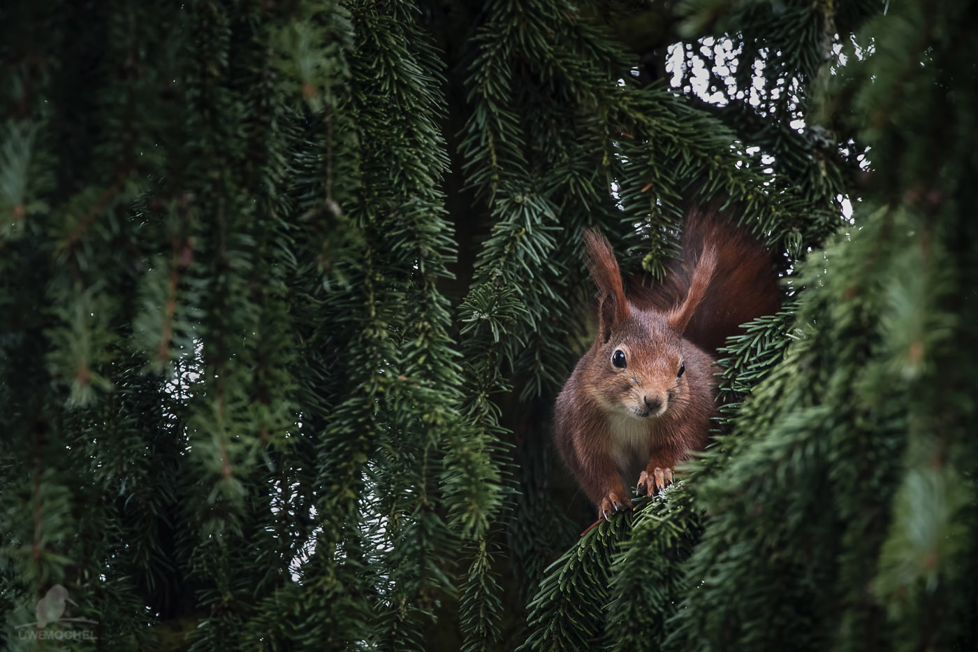 Eichhörnchen (Sciurus vulgaris)