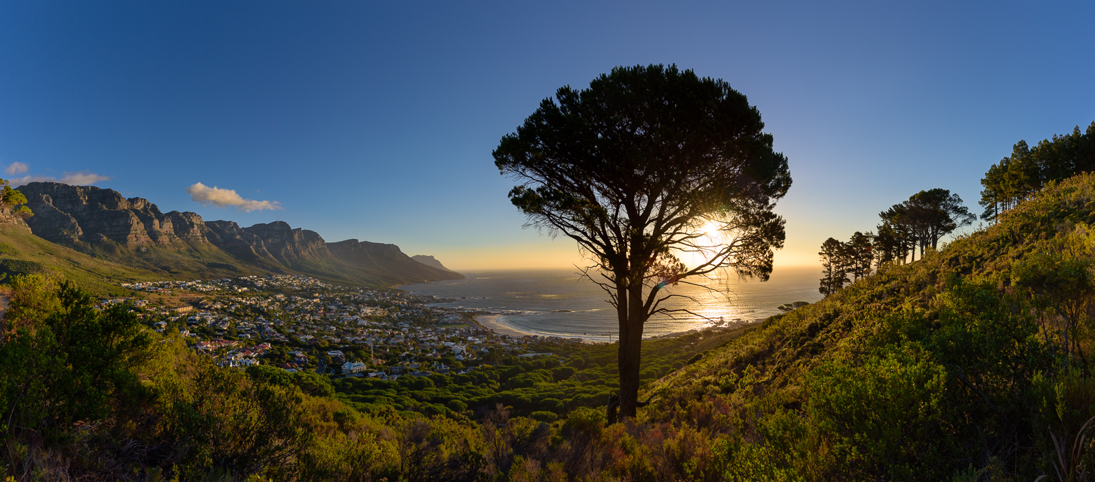 DER Baum von Camps Bay