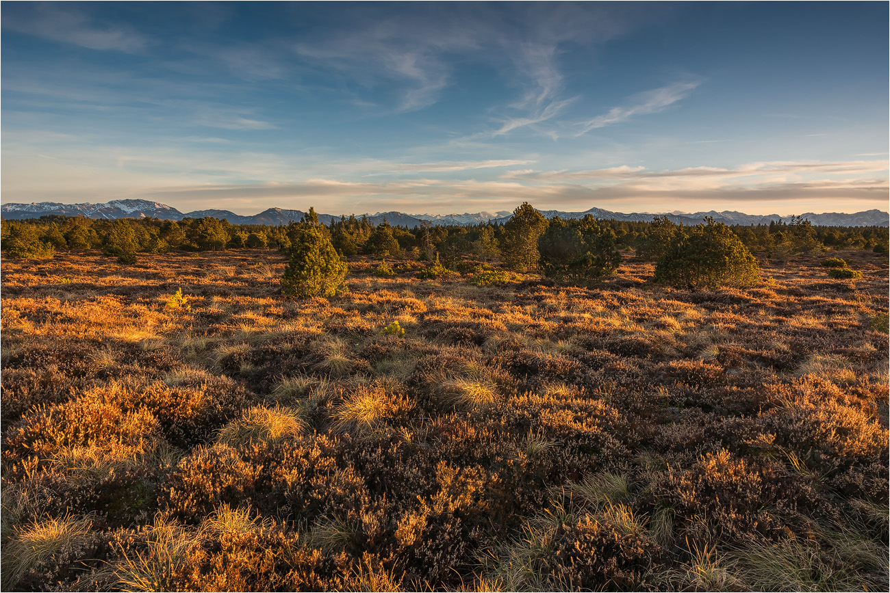 °°° im Hochmoor °°°