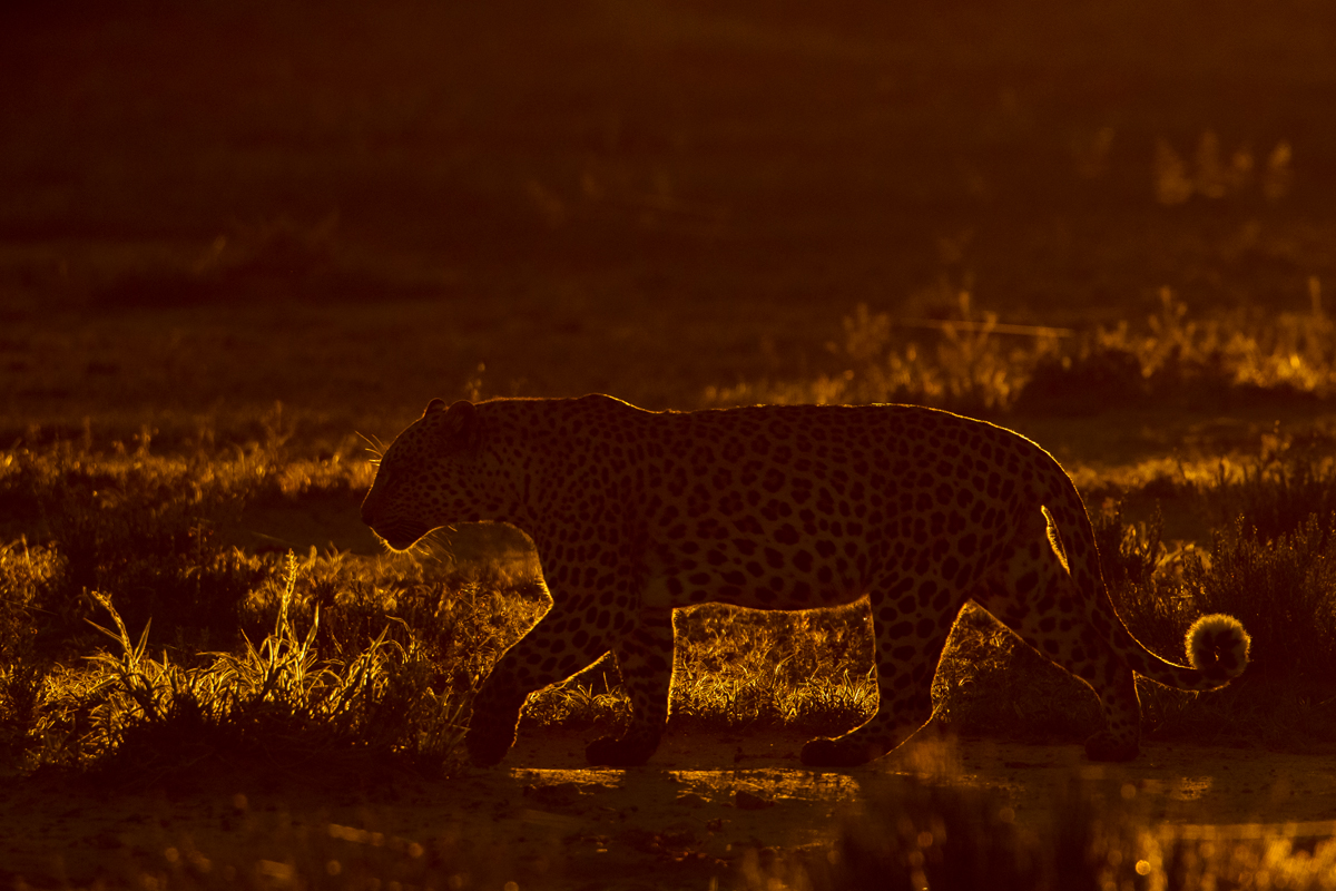 Leopard am frühen Morgen