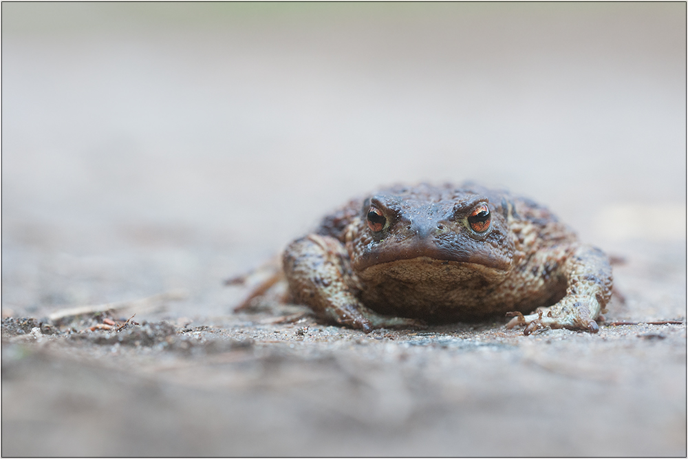 Kröte auf der Wanderung