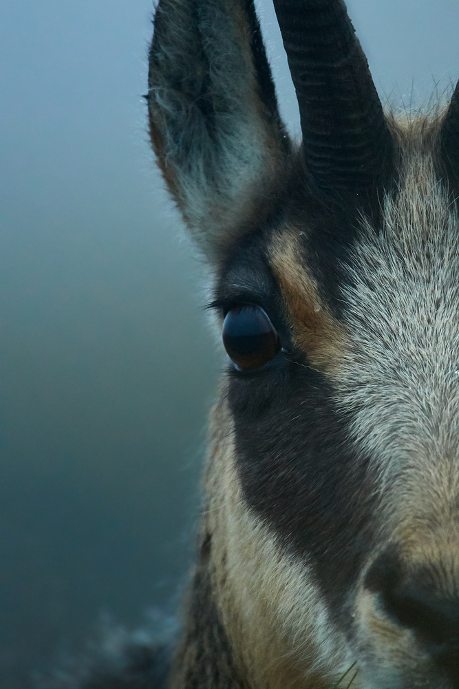 Close-Up