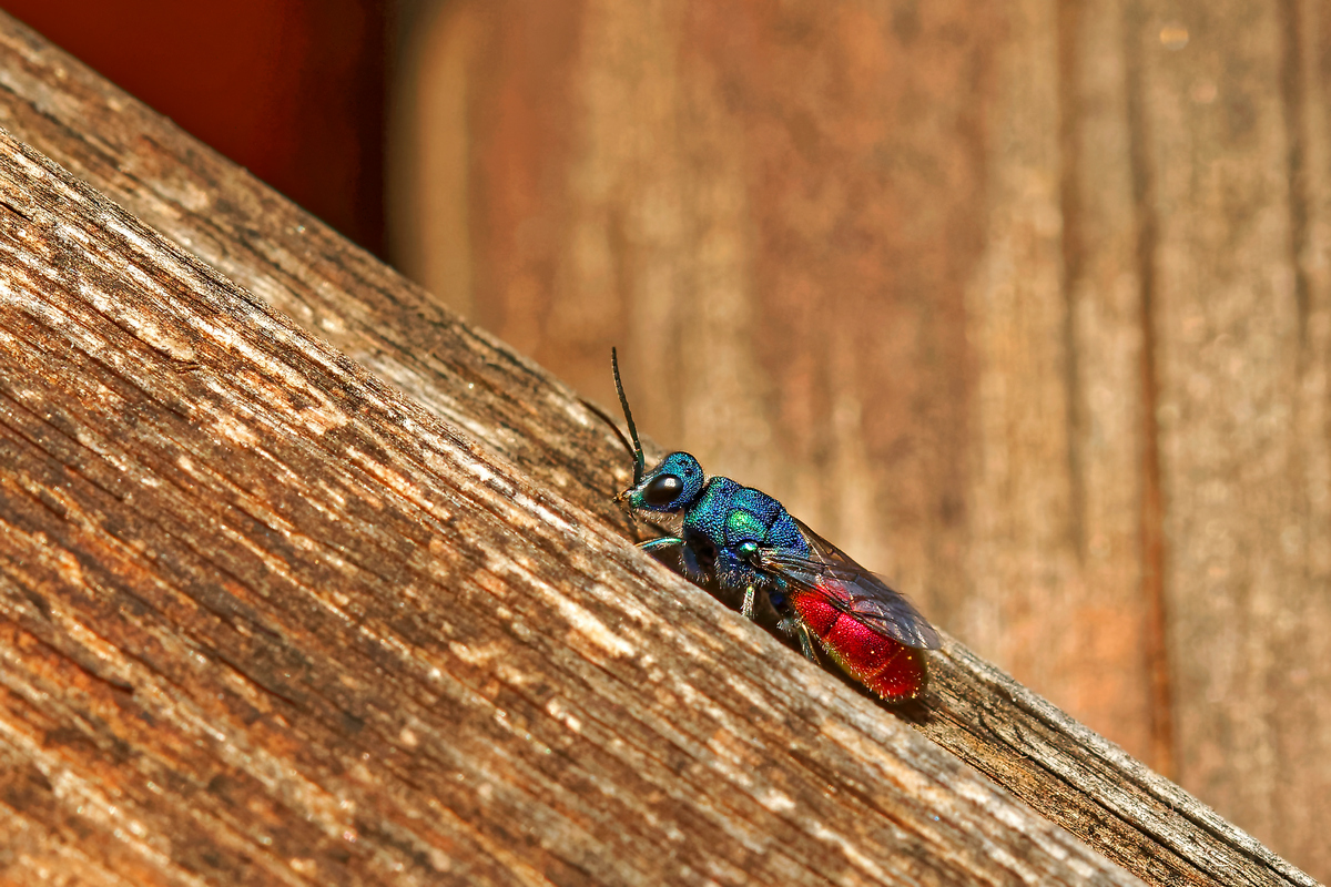 Goldwespe (Chrysididae refulgens)