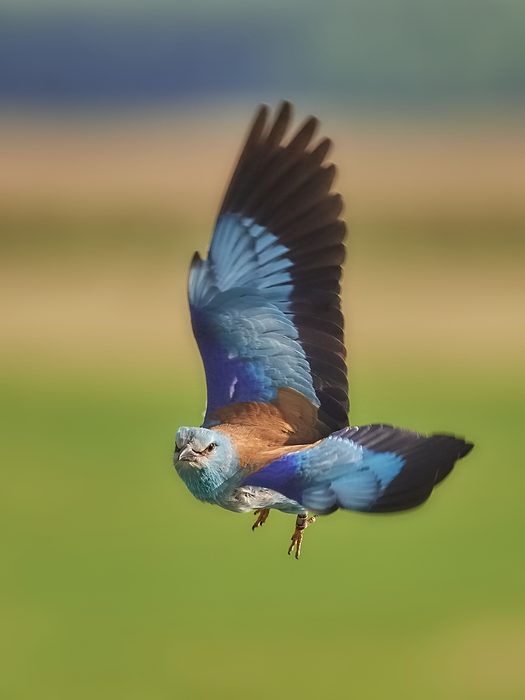 European roller