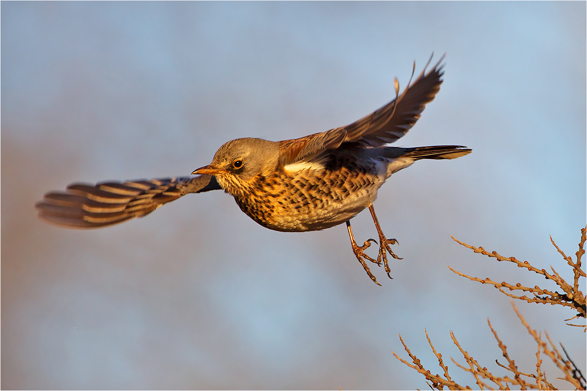 „Leerer Busch -  und Abflug“