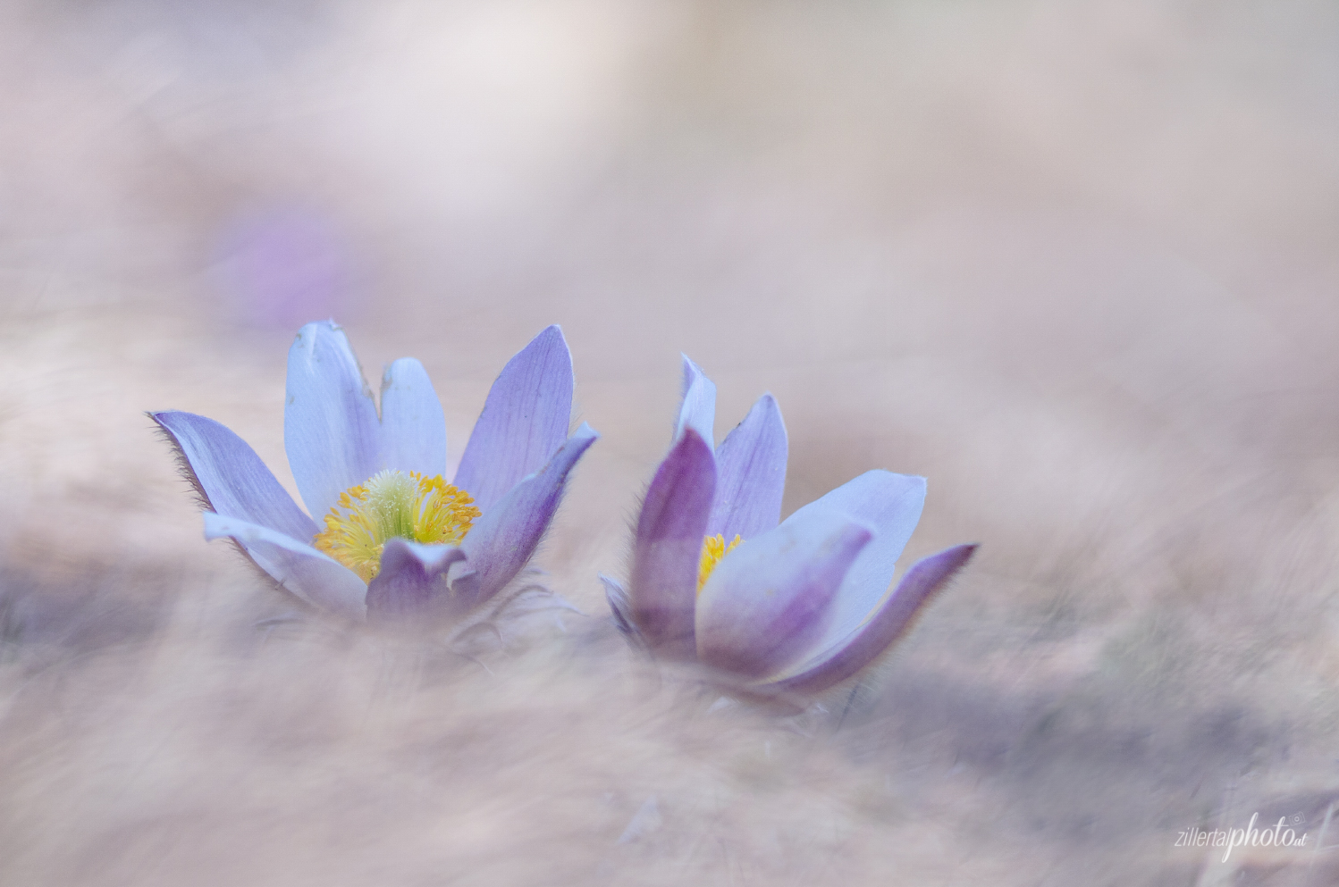 Pelzanemonen