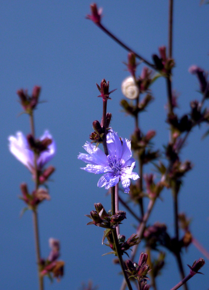 Blüte und Schnecke