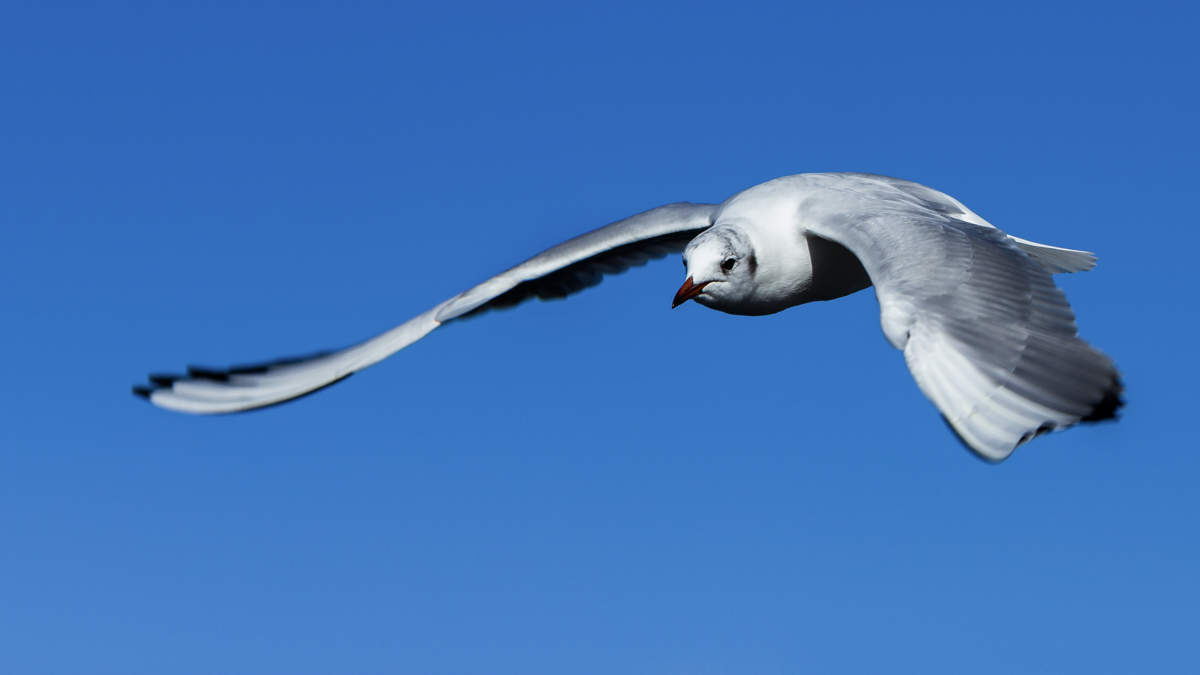 Möwe im Anflug