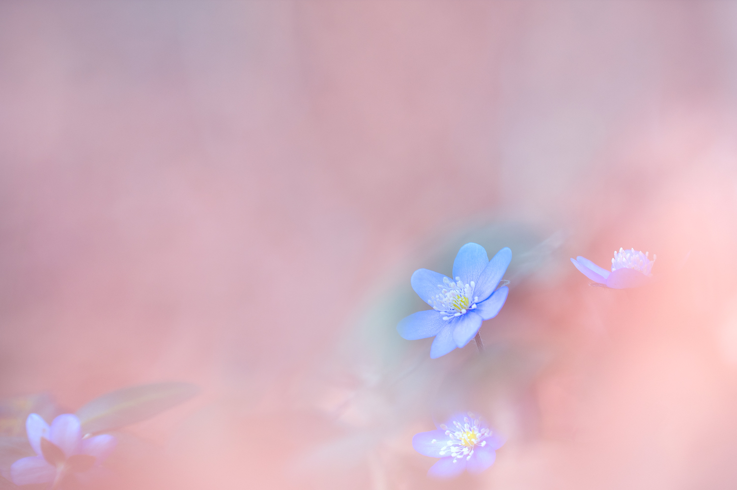 Leberblümchen